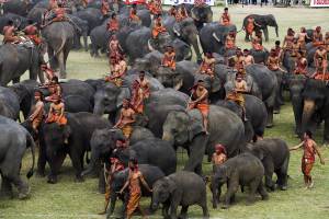 Elephants round up festival in surin Thailand, On 17-18 November 2014